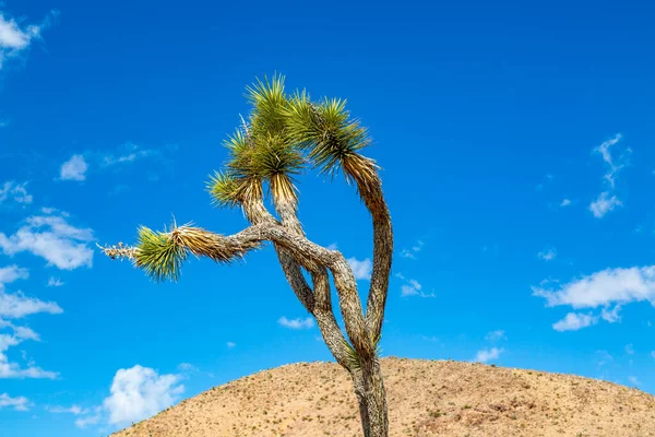 Levant Les Yeux Vers Arbre Joshua Contre Ciel Bleu — Photo