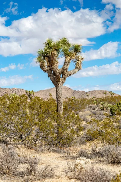 Ένα Δέντρο Τζόσουα Μεγαλώνει Στο Εθνικό Πάρκο Τζόσουα Τρι Καλιφόρνια — Φωτογραφία Αρχείου