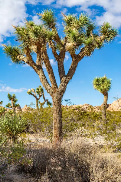 Ένα Δέντρο Τζόσουα Στο Εθνικό Πάρκο Τζόσουα Τρι Καλιφόρνια — Φωτογραφία Αρχείου