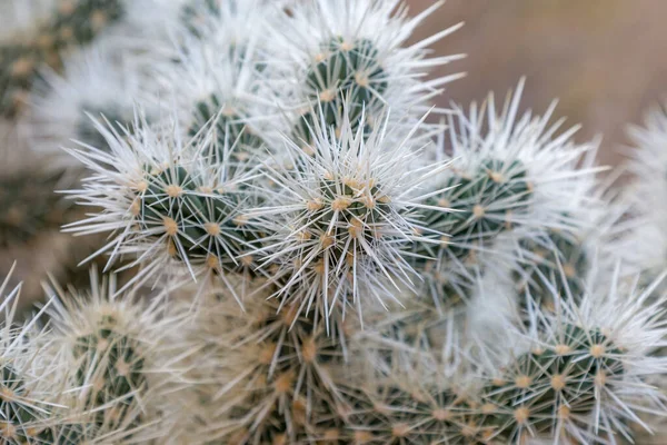乔舒亚国家公园的Cholla Cactus特写镜头 — 图库照片
