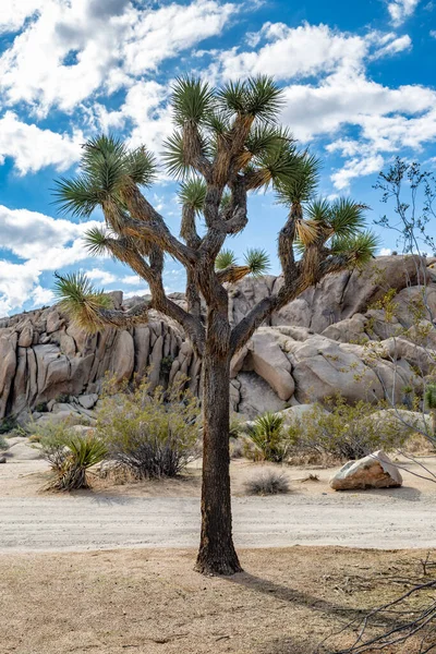 Joshua Drzewo Przed Skalistymi Formacjami Joshua Tree National Park Kalifornia — Zdjęcie stockowe