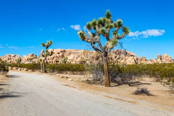 Ένας Δρόμος Μέσα Από Joshua Tree National Park Θέα Τους — Φωτογραφία Αρχείου