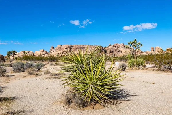 Βραχώδεις Σχηματισμοί Και Φυτά Της Ερήμου Joshua Tree National Park — Φωτογραφία Αρχείου