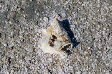 Sahildeki bir balığın iskeleti, uzak Salton Denizi, Kaliforniya