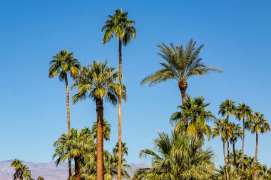 Palm Springs California 'da açık mavi gökyüzüne karşı palmiye ağaçları