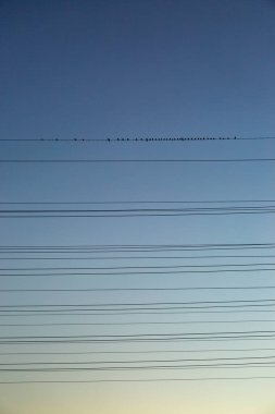 Kuşlar güneş doğarken elektrik kablolarına tünemiş, arkasında açık bir gökyüzü vardı.