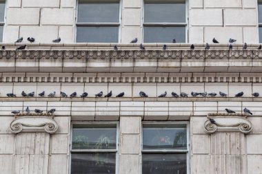 Bir şehir binasının dışındaki bir çıkıntıda dinlenen güvercinler.