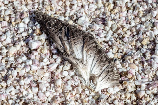 Een Klomp Veren Een Bed Van Schelpen Salton Sea Beach — Stockfoto
