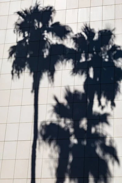 Sombras Palmeras Exterior Edificio Día Soleado — Foto de Stock