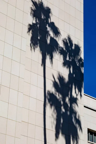 建筑物侧面的棕榈树阴影 — 图库照片