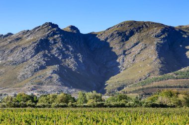 Güney Afrika, Batı Burnu 'ndaki bir üzüm bağının arkasındaki dağlar.