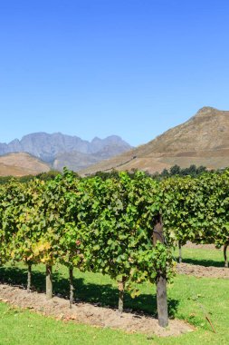 Güney Afrika 'da dağları olan bir üzüm bağı.