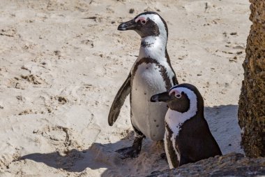 Güneşli bir günde Boulders Sahili 'nde dikilen iki penguen