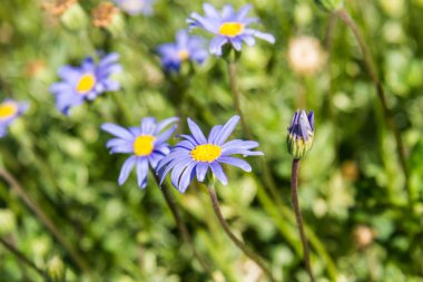 Mavi Papatyaların Yakın Çekimi