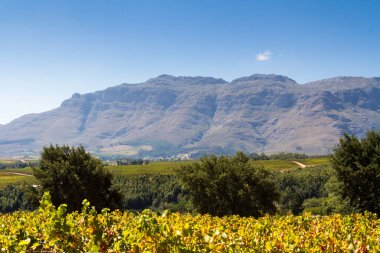 Güney Afrika Dağları ve Üzüm Bahçesi