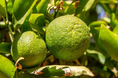 Güney Afrika üzüm bağındaki ağaçta yetişen olgunlaşmamış turunçgiller.