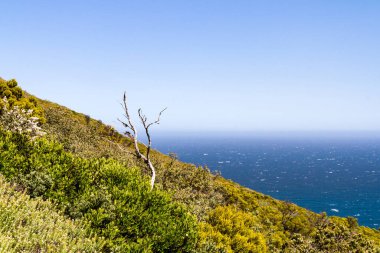 Yamaçta yemyeşil bir yeşillik, arkada deniz var.