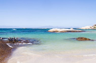 Güney Afrika 'daki Boulder Sahili' ndeki Penguenler