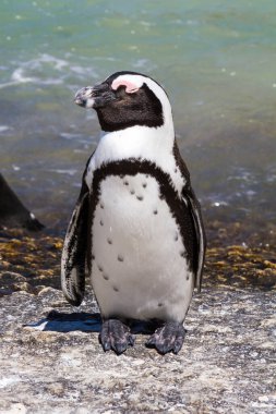 Waters Edge 'de bir penguen