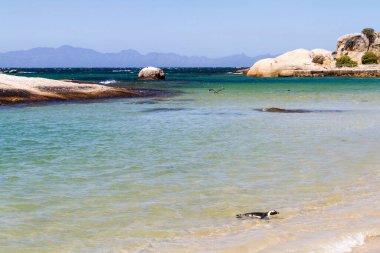 Boulder Sahili, Güney Afrika