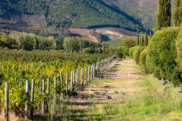 Uma Vinha Franschhoek Perto Cidade Cabo África Sul — Fotografia de Stock