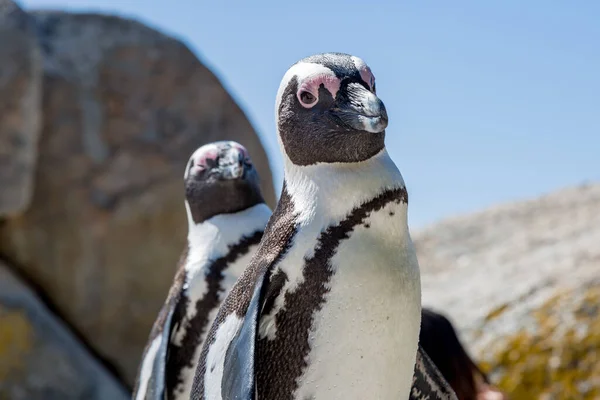 Afrikaanse Pinguïns Boulder Beach Langs Het Cape Peninsula Zuid Afrika — Stockfoto