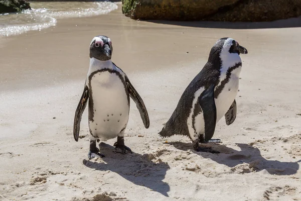 Afrika Penguenleri Güney Afrika Daki Cape Yarımadası Boyunca Boulder Beach — Stok fotoğraf