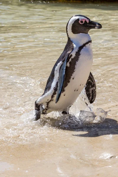 Afrikansk Pingvin Som Går Upp Havet Vid Boulders Beach — Stockfoto