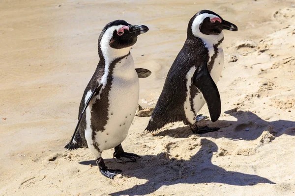 Осел Пингвины Боулдерс Бич Вдоль Полуострова Кейп Южной Африке — стоковое фото