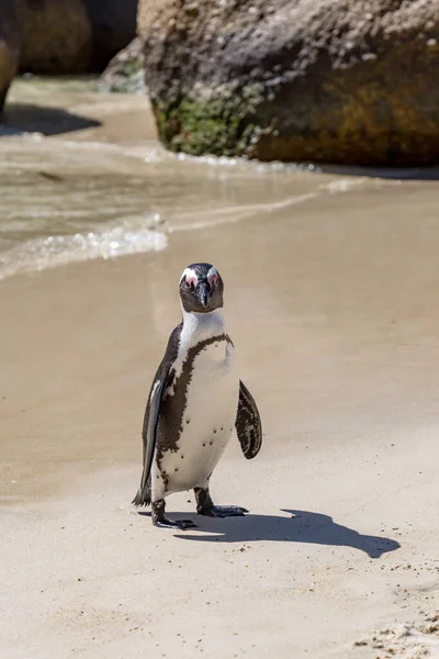 Ein Pinguin Steht Einem Sandstrand Der Nähe Von Simon Town — Stockfoto