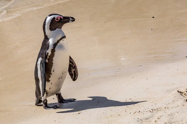 African Penguin Standing Sandy Beach Simon Town Cape Peninsula South — Stock Photo, Image