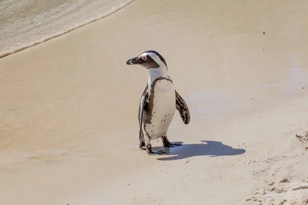 Ένας Πιγκουίνος Στέκεται Μια Αμμώδη Παραλία Κατά Μήκος Της Χερσονήσου — Φωτογραφία Αρχείου