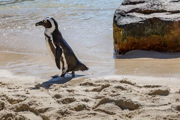 Afrikansk Pingvin Vid Boulder Beach Längs Kaphalvön Sydafrika — Stockfoto