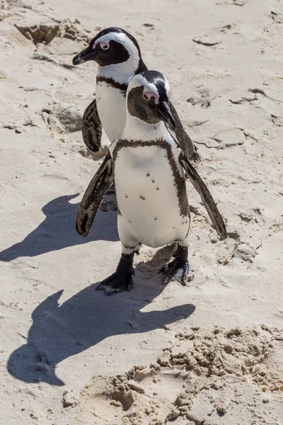 Pinguini Africani Boulder Beach Lungo Penisola Del Capo Sudafrica — Foto Stock