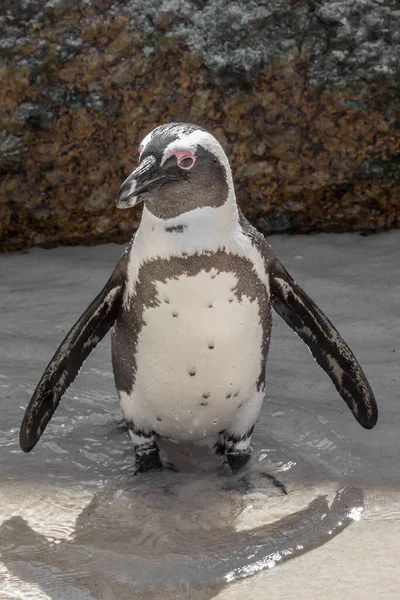 Africký Tučňák Stojící Mělké Vodě Boulder Beach — Stock fotografie