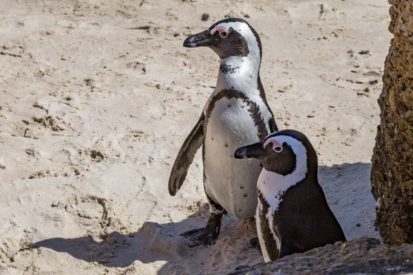 Twee Pinguïns Staan Boulders Beach Een Zonnige Dag — Stockfoto