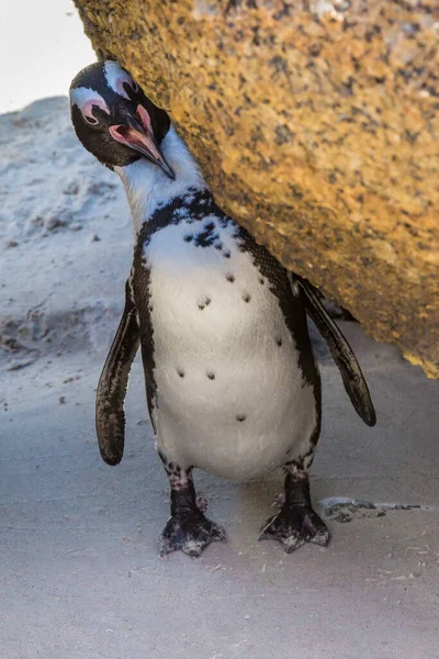 Pinguino Africano Boulders Beach Sud Africa — Foto Stock