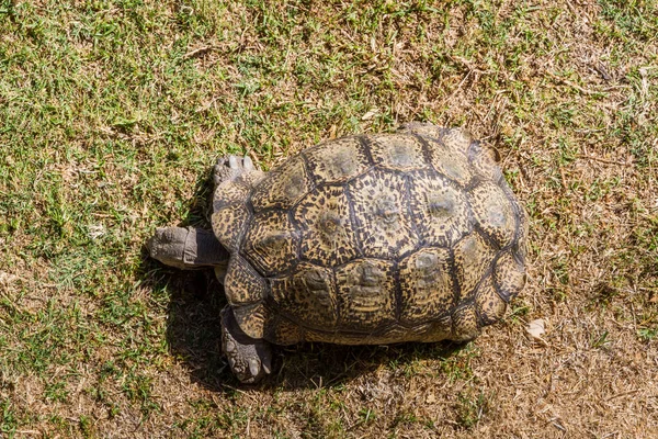 Ein Blick Aus Der Höhe Auf Eine Afrikanische Schildkröte — Stockfoto