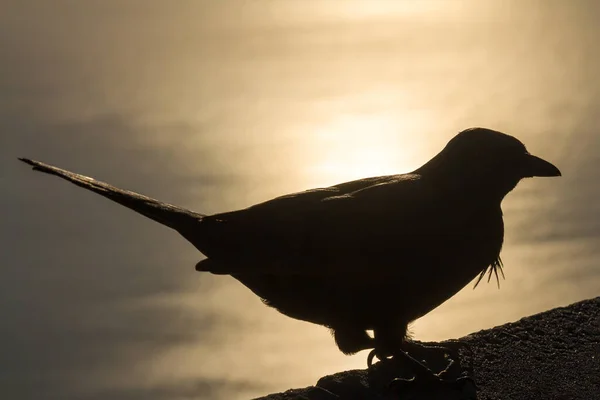 Silhouetted Bird at Sunset