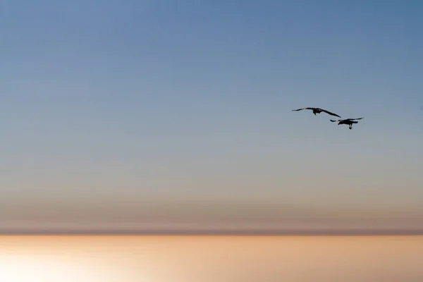 Vögel Fliegen Bei Sonnenuntergang — Stockfoto