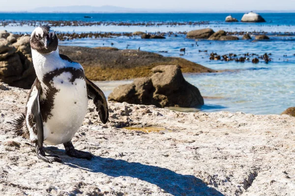 ダンスアフリカペンギン — ストック写真