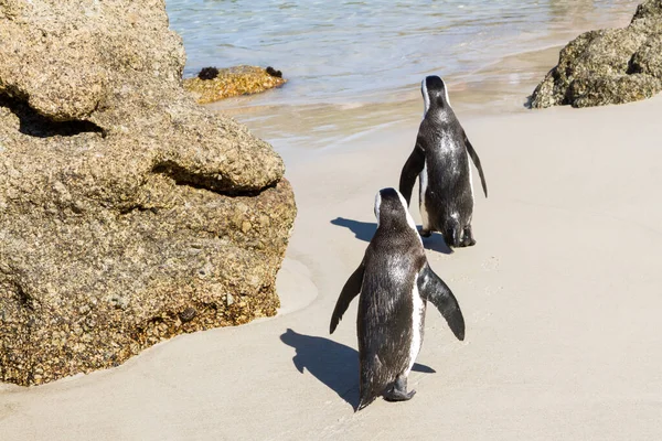 ビーチにペンギンが2匹 — ストック写真