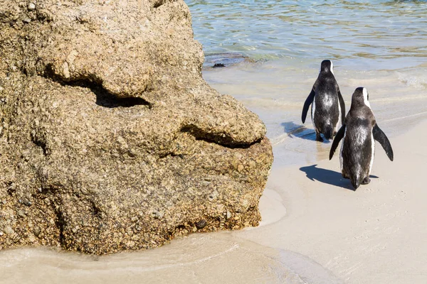 Två Jackass Penguins Stranden — Stockfoto