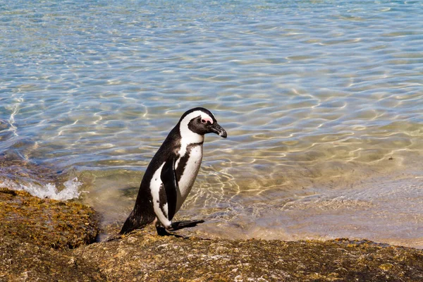 Pingouin Crétin Sur Une Plage — Photo