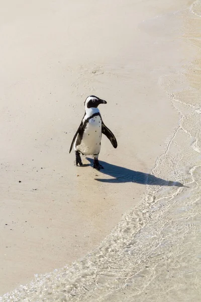 Pinguino Africano Una Spiaggia Sabbia — Foto Stock