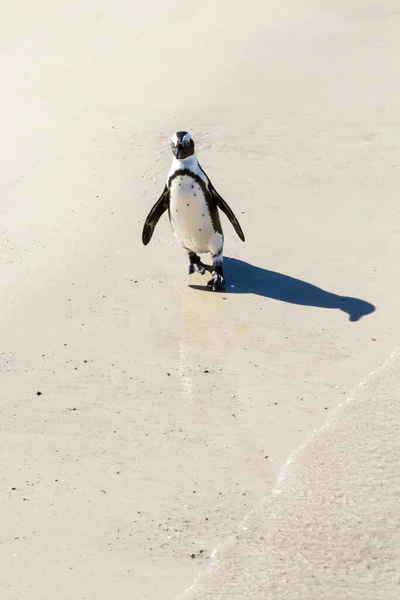 Африканський Пінгвін Піщаному Пляжі — стокове фото