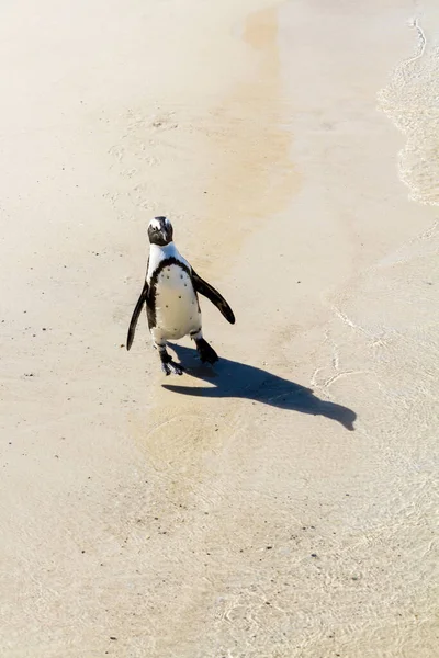 Ένας Αφρικανός Πιγκουίνος Μια Αμμώδη Παραλία — Φωτογραφία Αρχείου