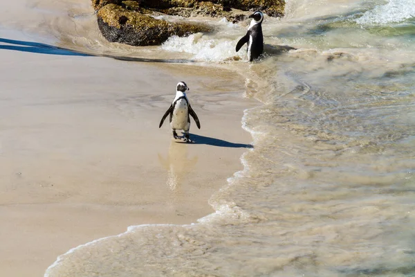 Jackass Penguins Stranden — Stockfoto