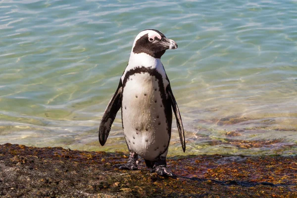 Ayakta Duran Afrika Pengueni