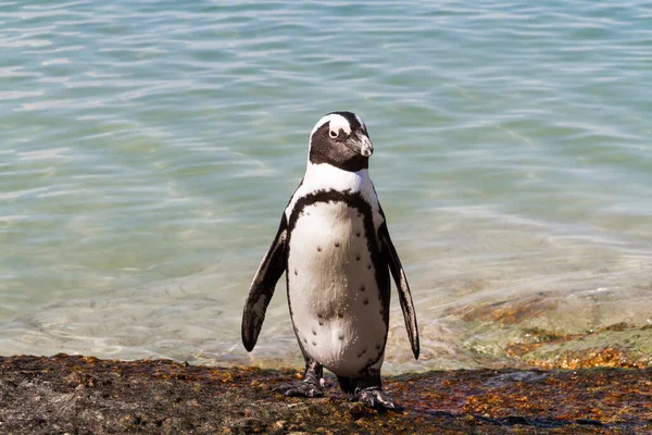 立ち上がるジャッカスペンギン — ストック写真